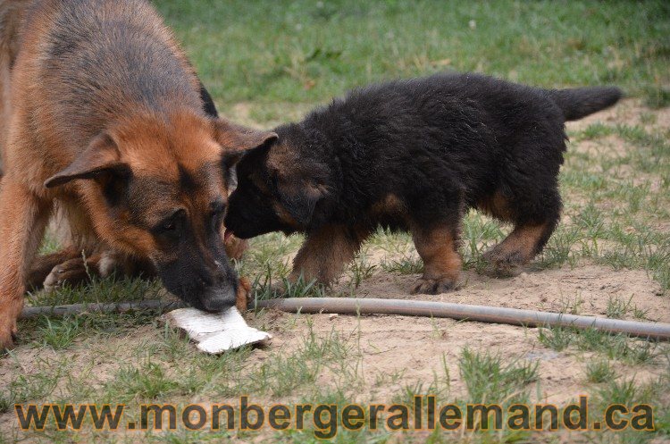 Vidal Juin 2011 - Berger Allemand de haute lignée