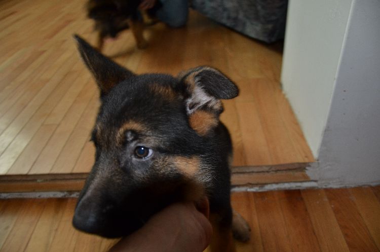 Chiots Berger allemand a Roxy , Le départ ! 