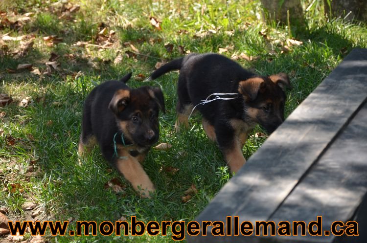 Chiots Roxy 12 aout 2011- Magnifique berger allemand !