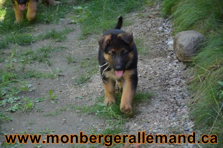 Chiots Roxy 12 aout 2011- Magnifique berger allemand !