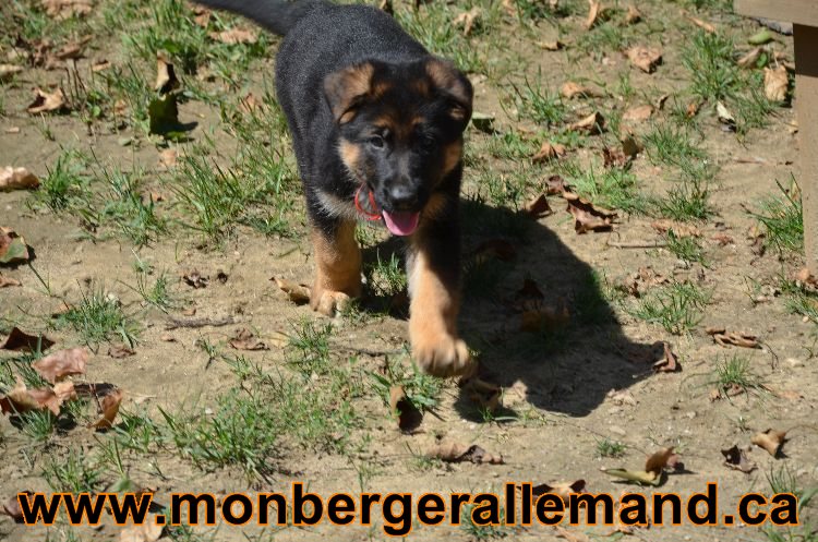 Chiots Roxy 12 aout 2011- Magnifique berger allemand !