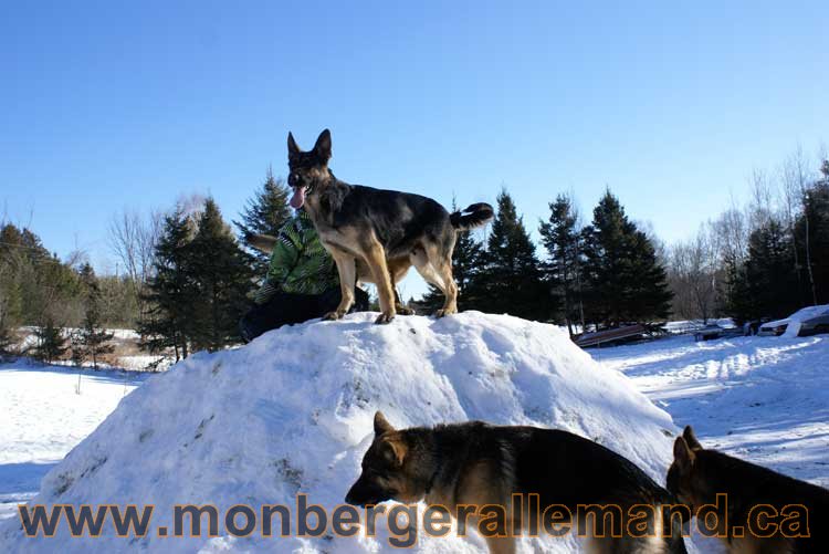 Photo berger allemand Janvier 2011 - outaouais-Laurentides-monteregie-estrie-montreal-gatineau-laval