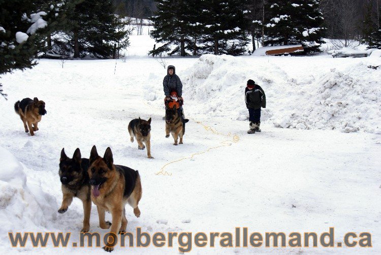 Photes de nos berger allemand Fevrier 2011