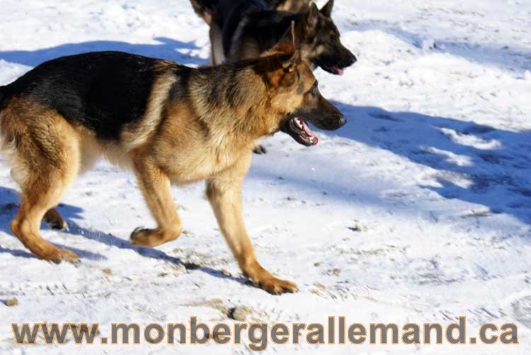 Photo berger allemand Janvier 2011 - outaouais-Laurentides-monteregie-estrie-montreal-gatineau-laval