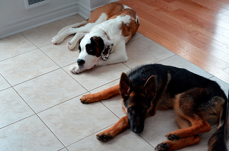 Arya 6 mois né de Roxy et Vidal - Chiot berger allemand Femelle