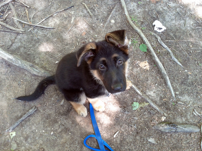 FidJi - Chiot Femelle bergerallemand