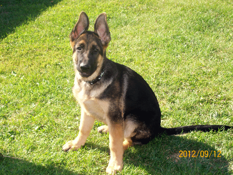 Capone - Chiot Male berger allemand né de Lady et Vidal mai 2012