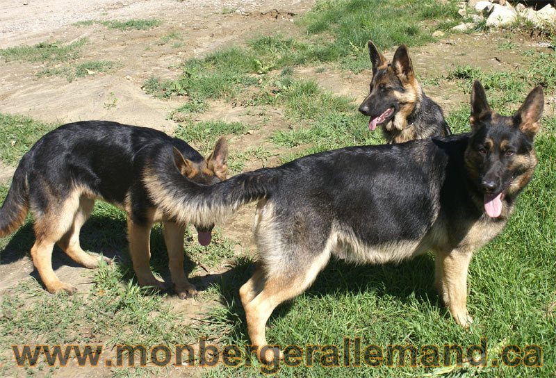 Lady 17 Aout 2010 et 2 de ses chiots a 6 mois environ - Berger allemand Lignée de champion du Monde